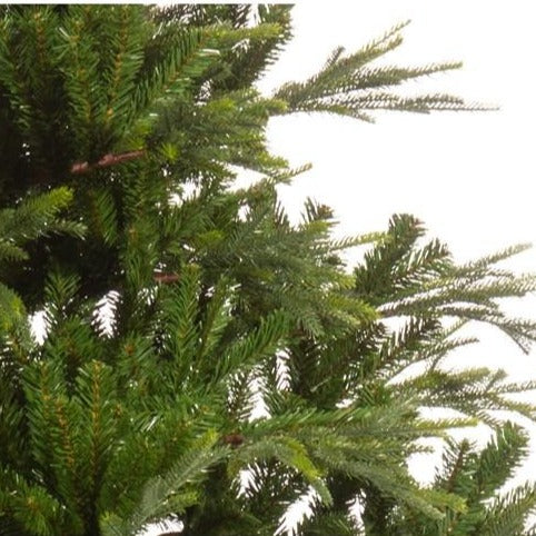 Everlands Serbian Spruce 6ft Christmas Tree